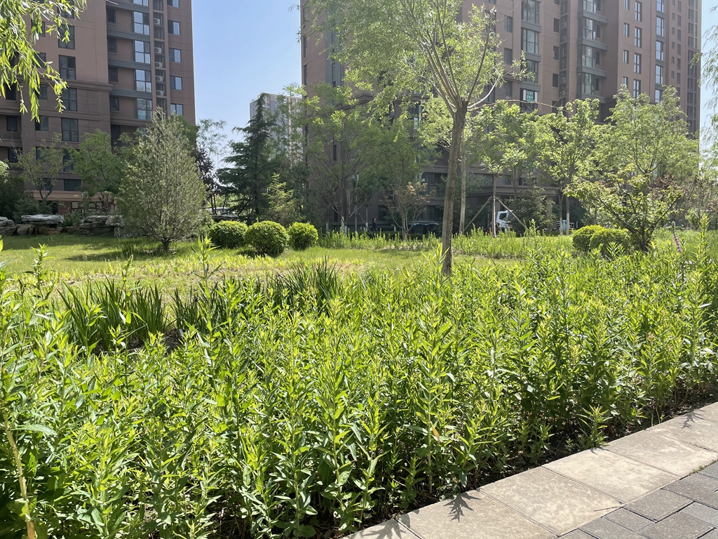 （图3：紫运南里二区内的生物滞留池“雨水花园”）.jpg