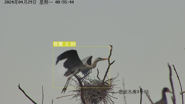 24.4苍鹭7.jpg