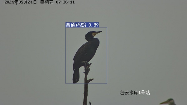 24.5普通鸬鹚.jpg