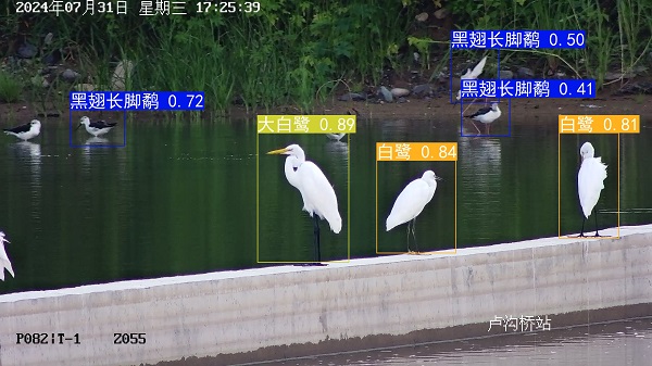 24.7.31黑翅长脚鹬+白鹭+大白鹭.jpg