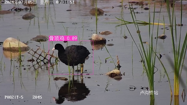 24.7骨顶鸡.jpg