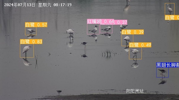 24.7红嘴鸥+黑翅长脚鹬+白鹭.jpg