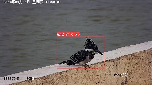 24.8冠鱼狗.jpg