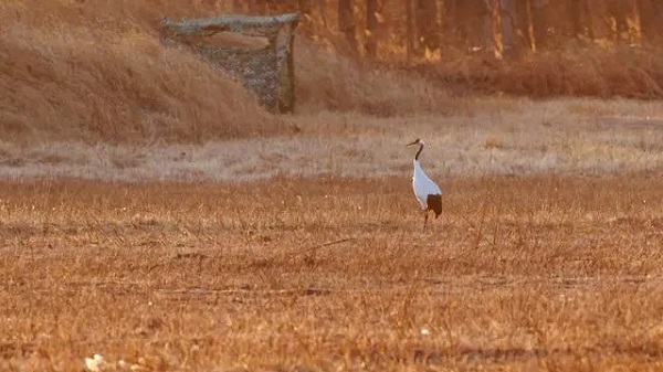 5.webp.jpg 5.webp.jpg