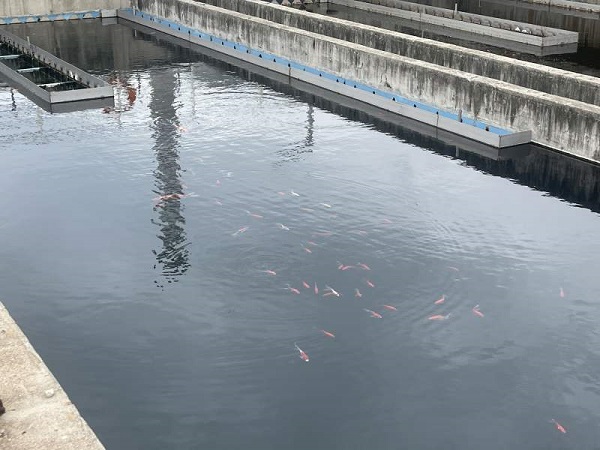 3经过脱氮技术后，污水还清，科研人员在池中投放了鱼苗。新京报记者 吴婷婷 摄.jpg